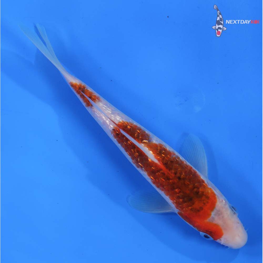 7” Imported Gin Rin Goromo
