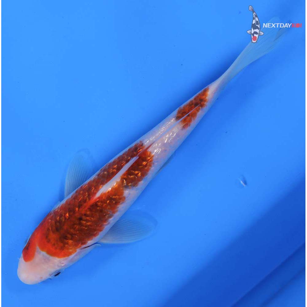 7” Imported Gin Rin Goromo