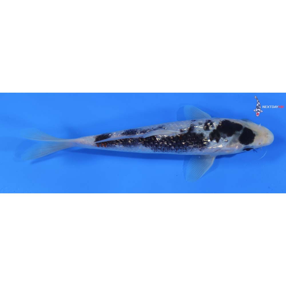 7” Imported Gin Rin Shiro Bekko