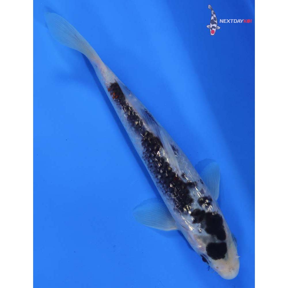 7” Imported Gin Rin Shiro Bekko