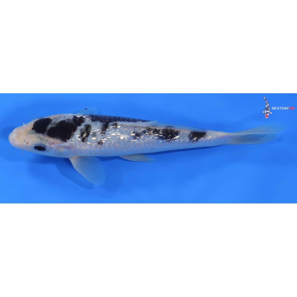 7” Imported Gin Rin Shiro Bekko