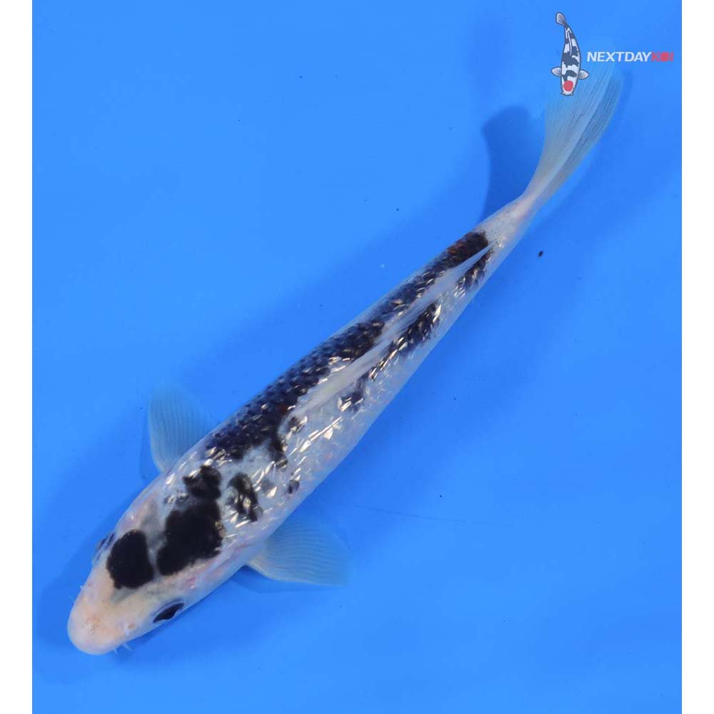 7” Imported Gin Rin Shiro Bekko