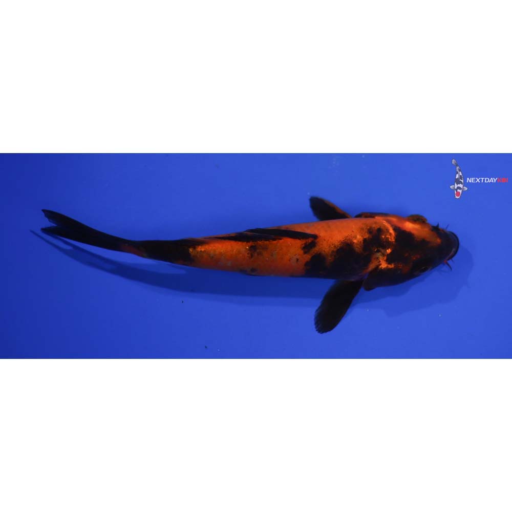 6” Imported Hi Utsuri