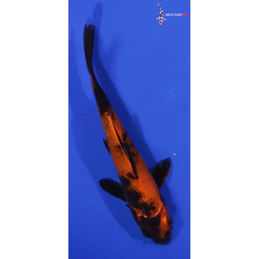6” Imported Hi Utsuri
