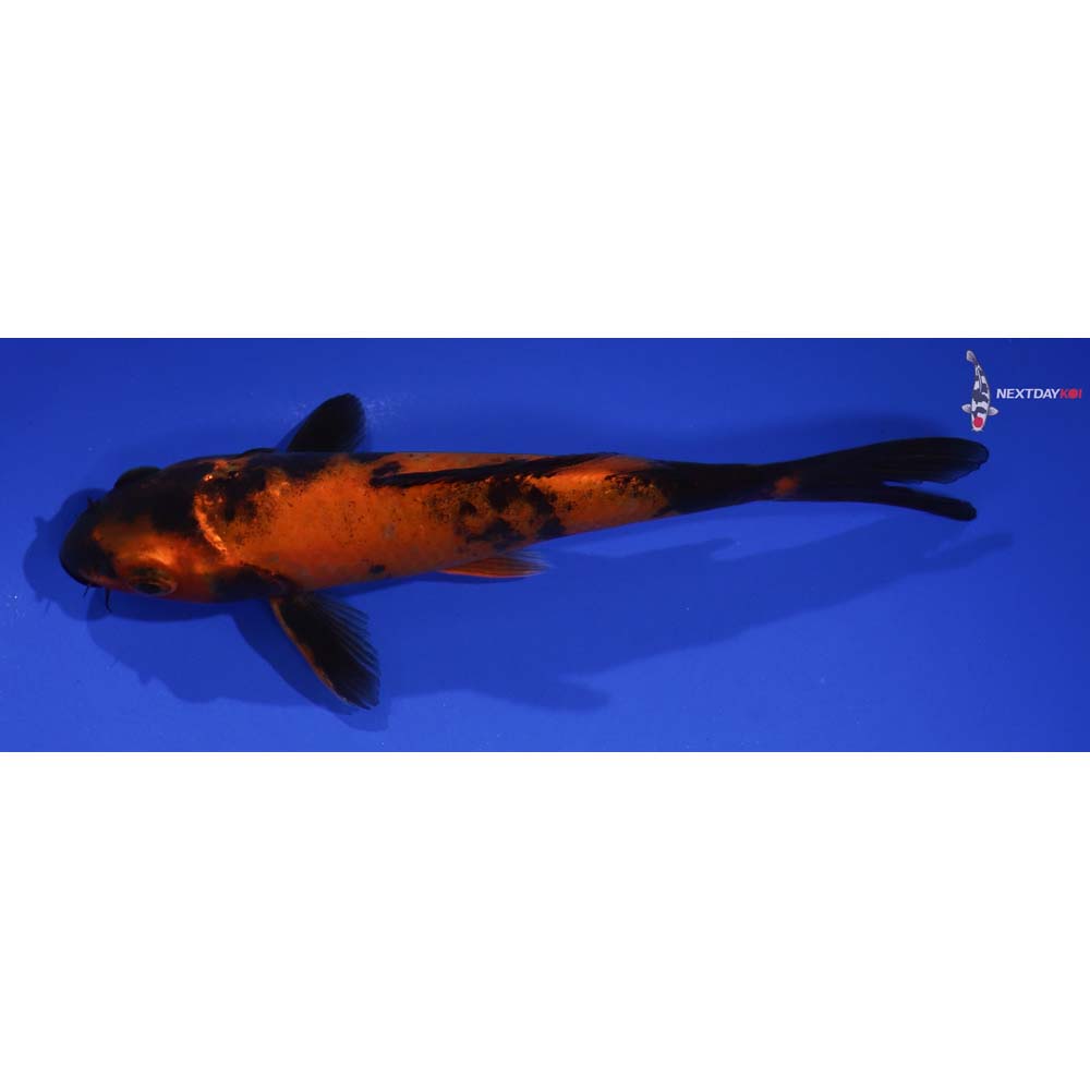 6” Imported Hi Utsuri