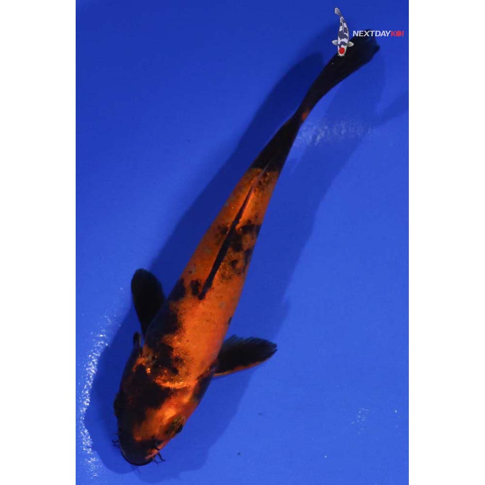 6” Imported Hi Utsuri