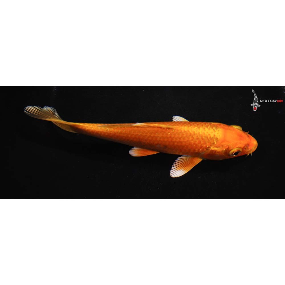 6” Imported Orenji Ogon