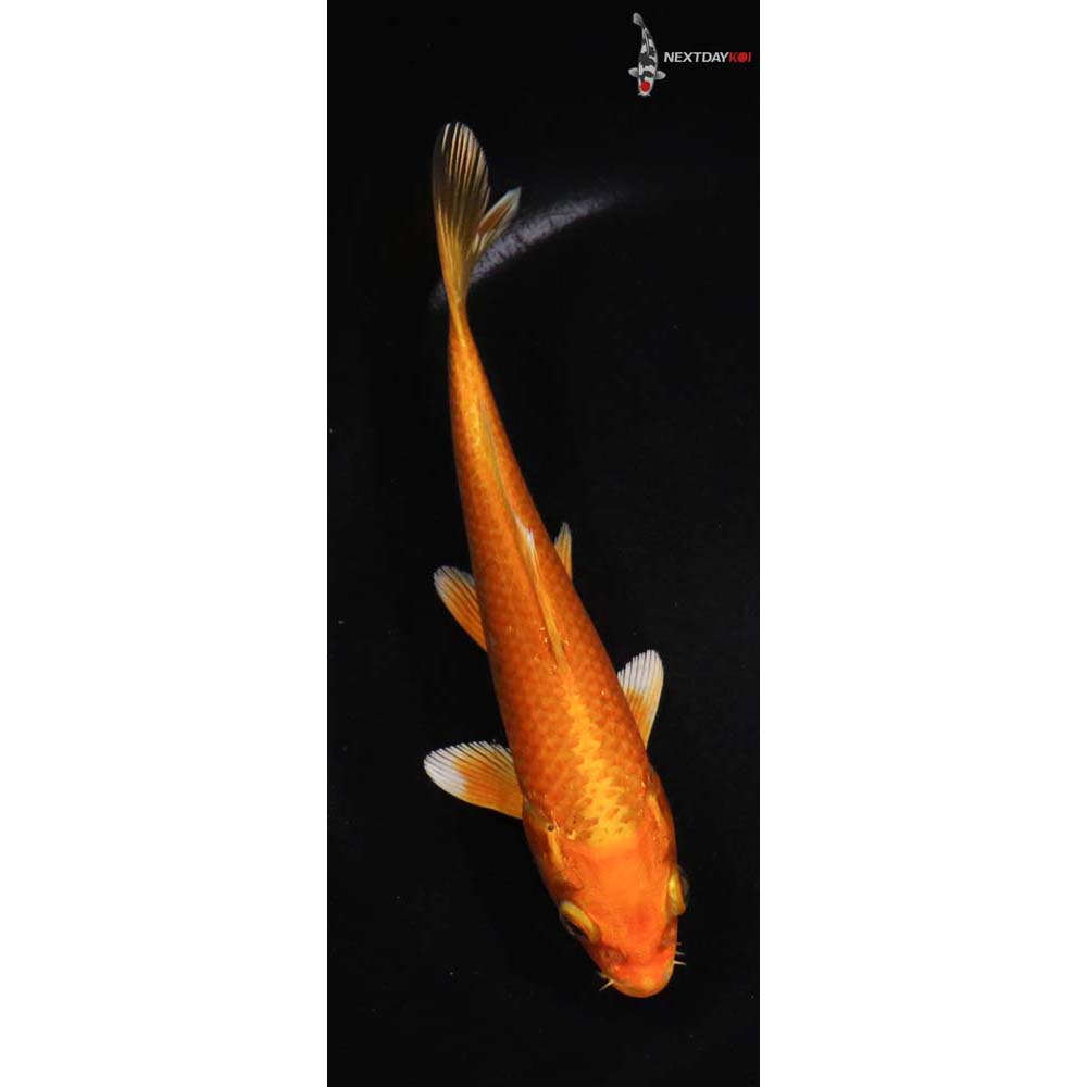 6” Imported Orenji Ogon