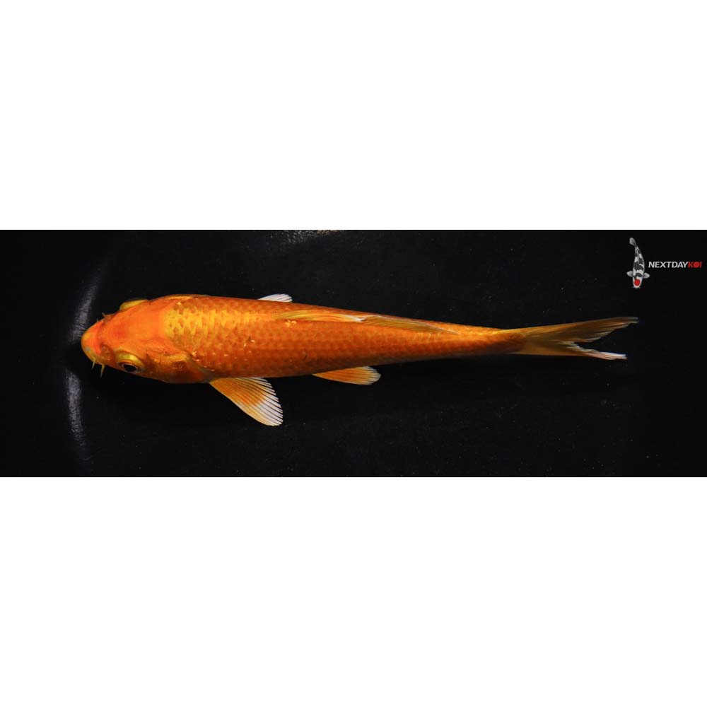 6” Imported Orenji Ogon