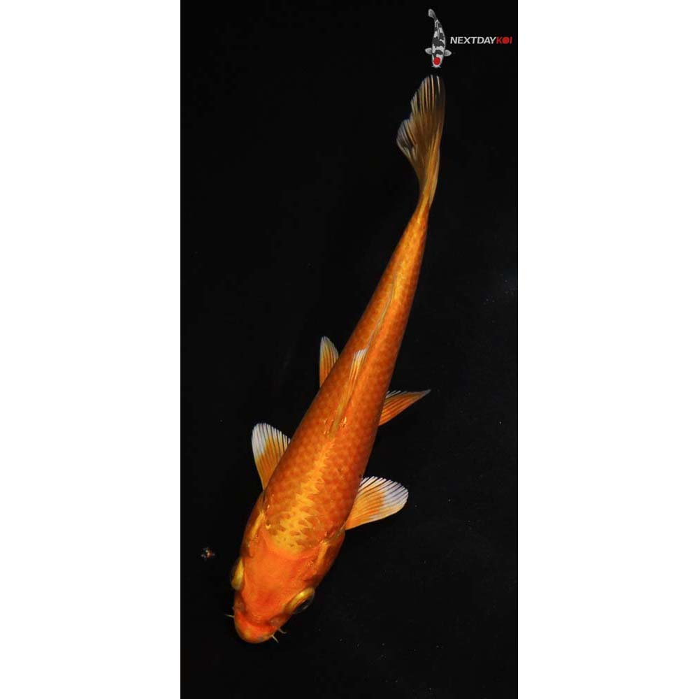 6” Imported Orenji Ogon