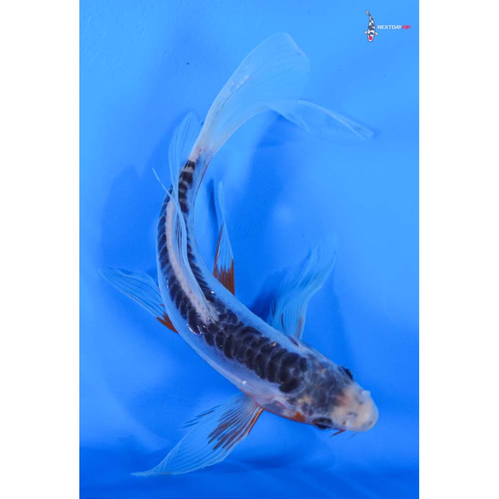 7” Imported Shusui Butterfly Koi