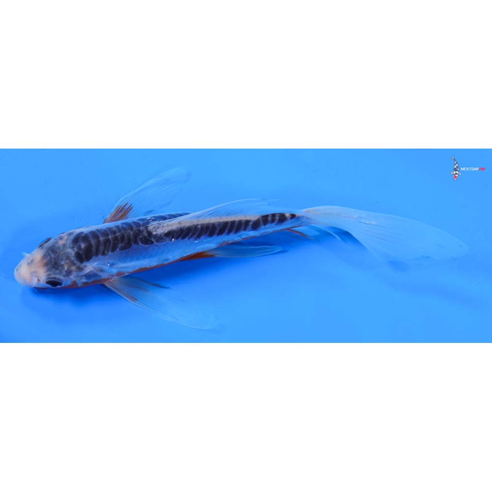 7” Imported Shusui Butterfly Koi