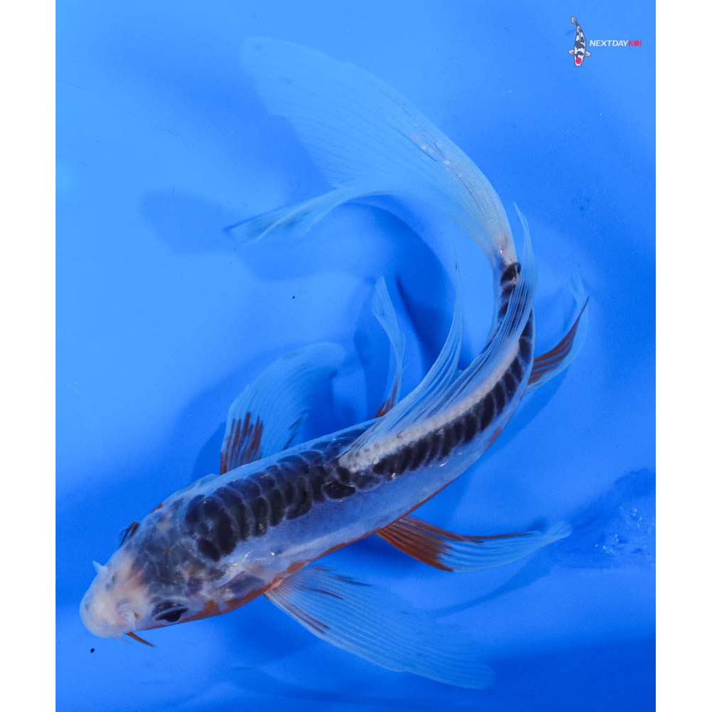 7” Imported Shusui Butterfly Koi