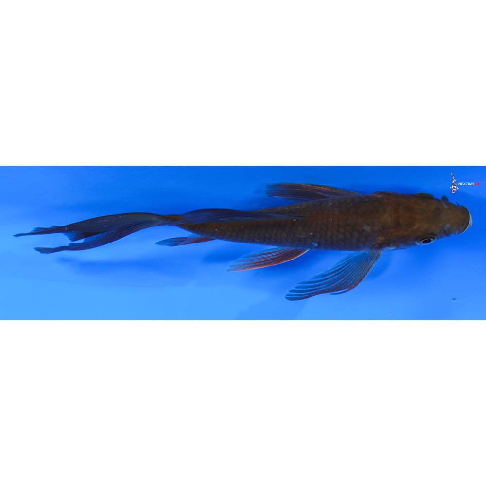 6” Imported Chagoi Butterfly Koi