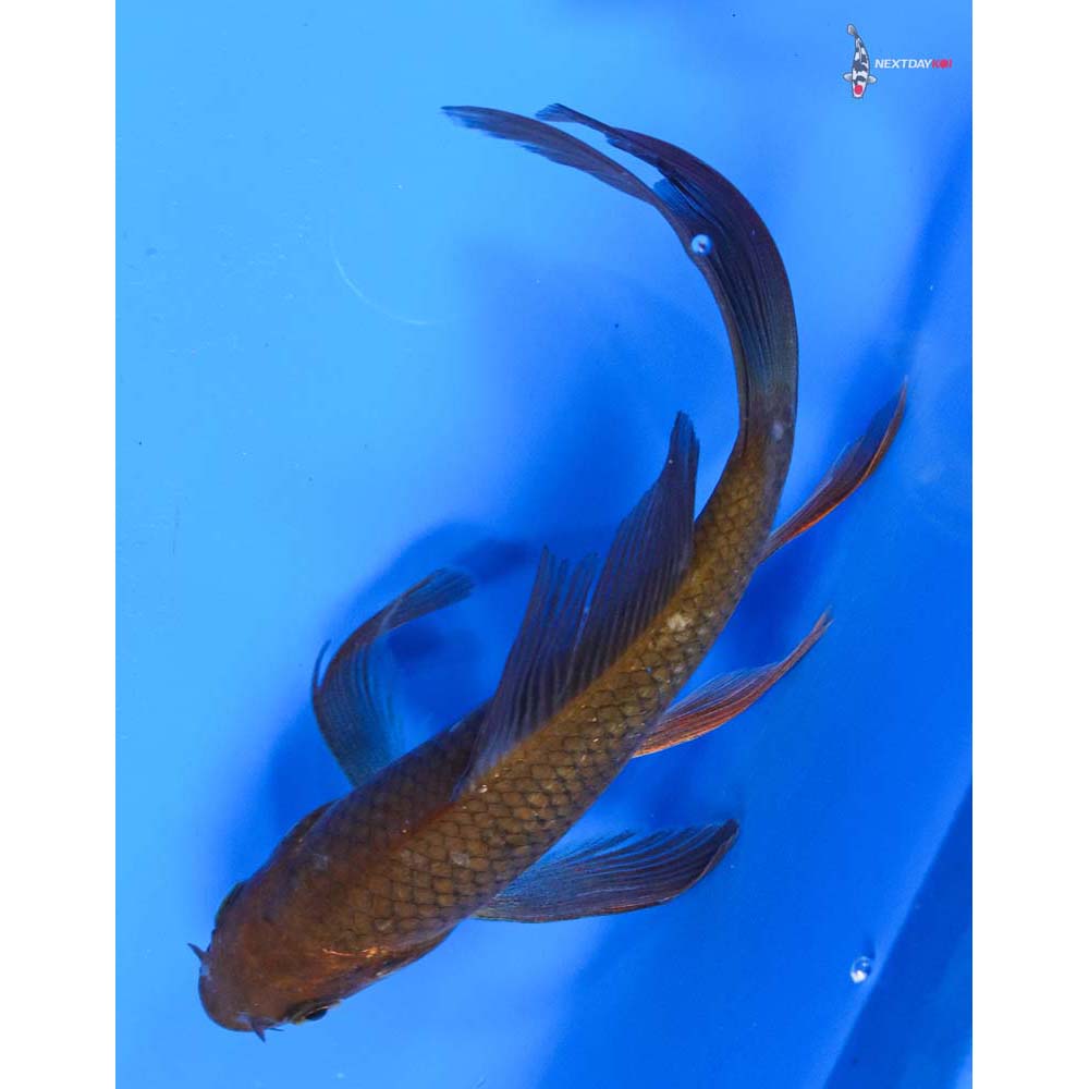 6” Imported Chagoi Butterfly Koi
