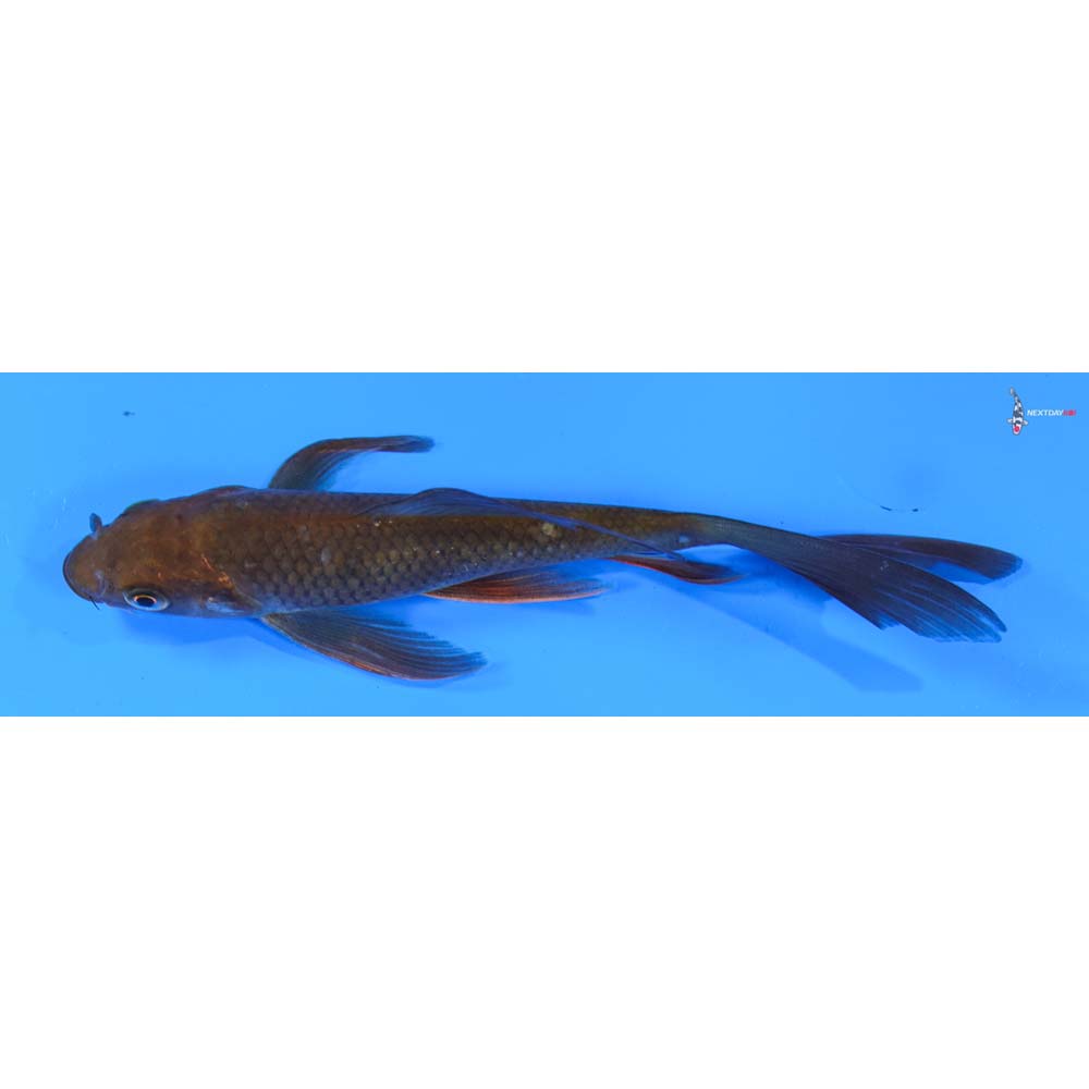6” Imported Chagoi Butterfly Koi