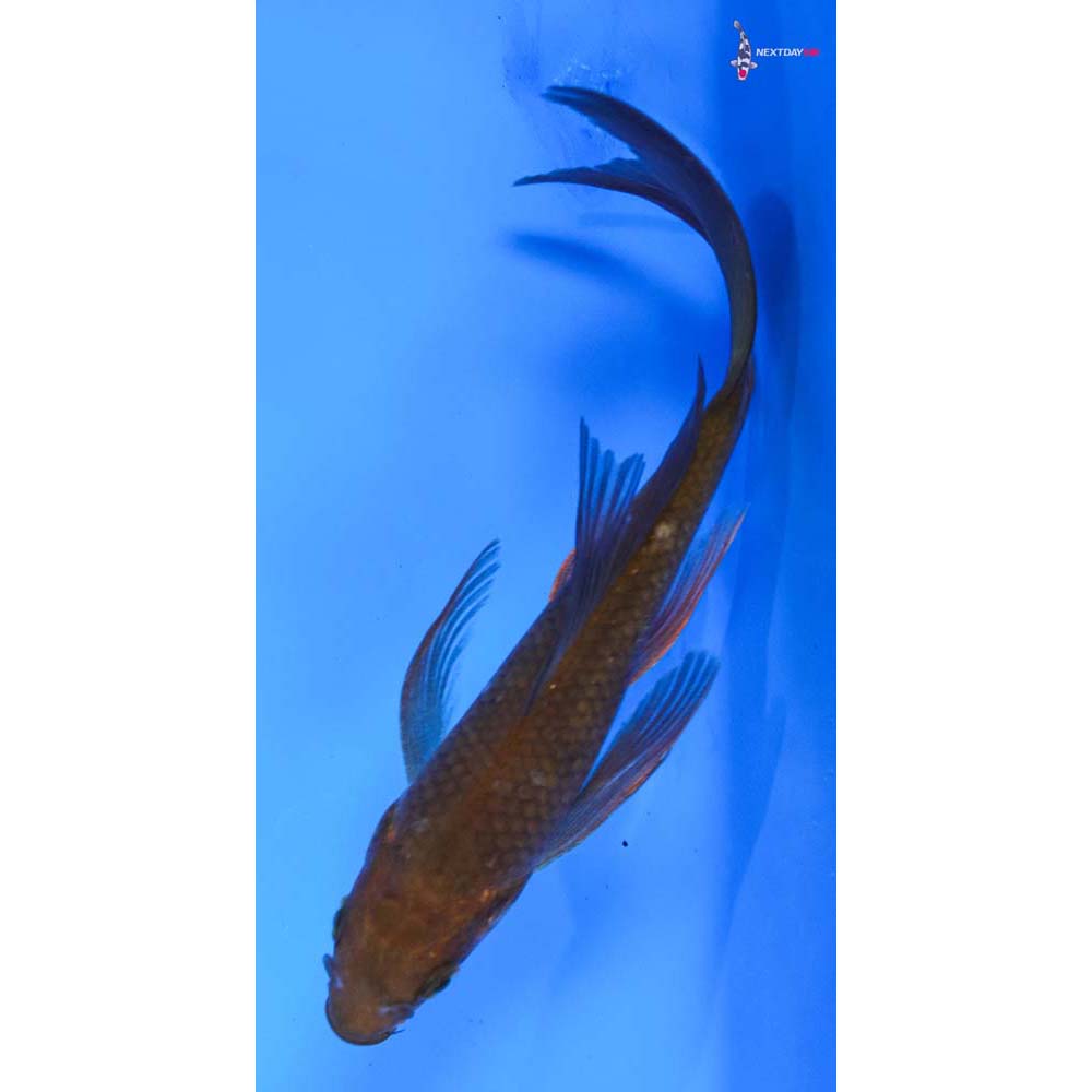 6” Imported Chagoi Butterfly Koi