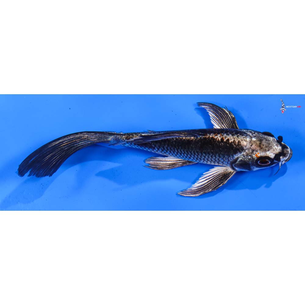 6” Imported Kujaku Butterfly Koi