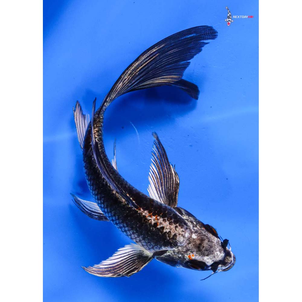 6” Imported Kujaku Butterfly Koi