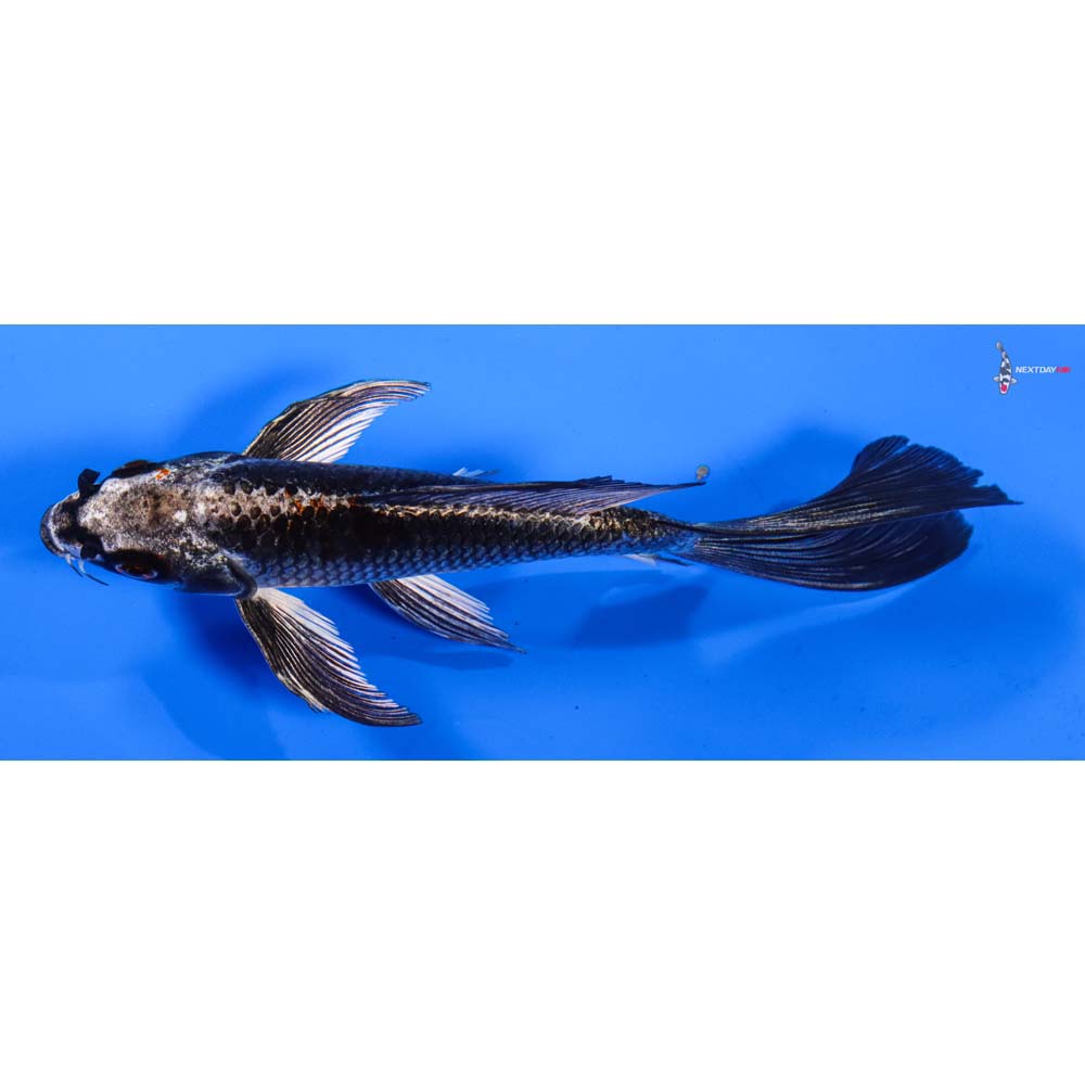 6” Imported Kujaku Butterfly Koi