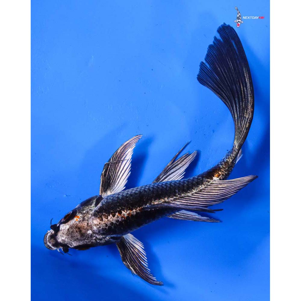 6” Imported Kujaku Butterfly Koi