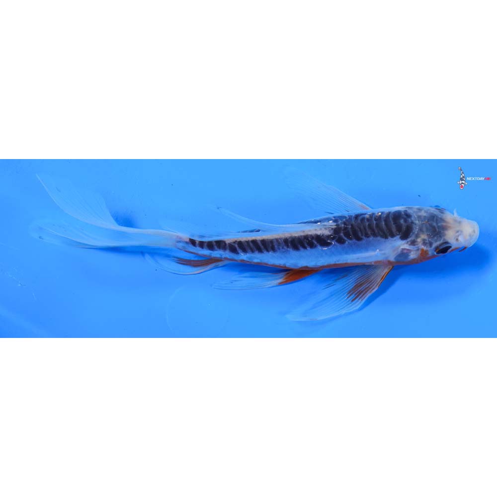 7” Imported Shusui Butterfly Koi