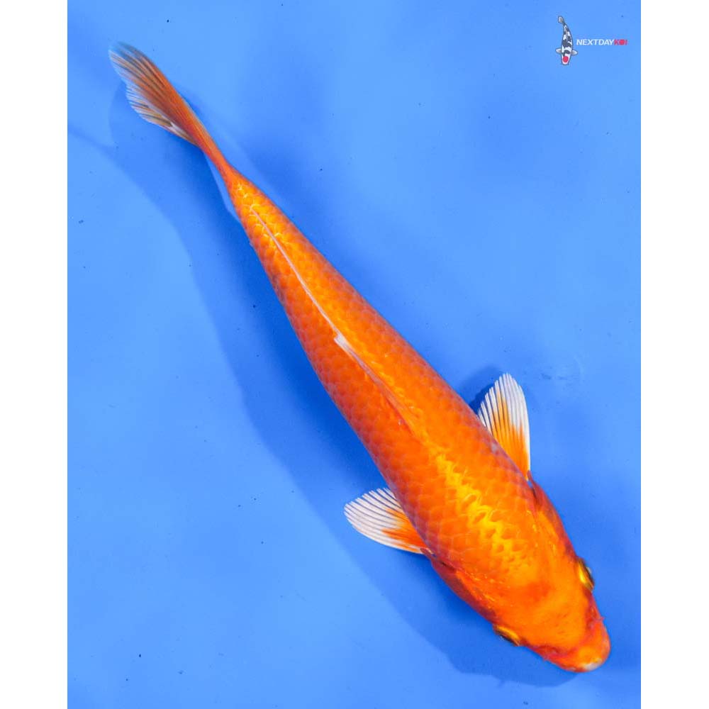 8.5” Imported Orenji Ogon