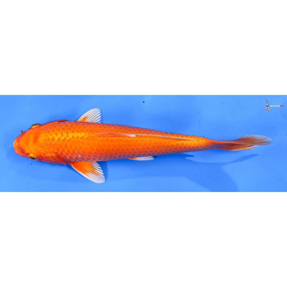 8.5” Imported Orenji Ogon