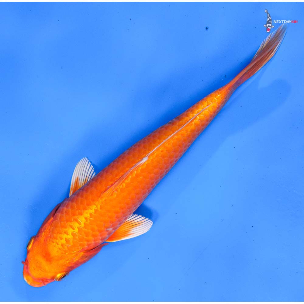 8.5” Imported Orenji Ogon