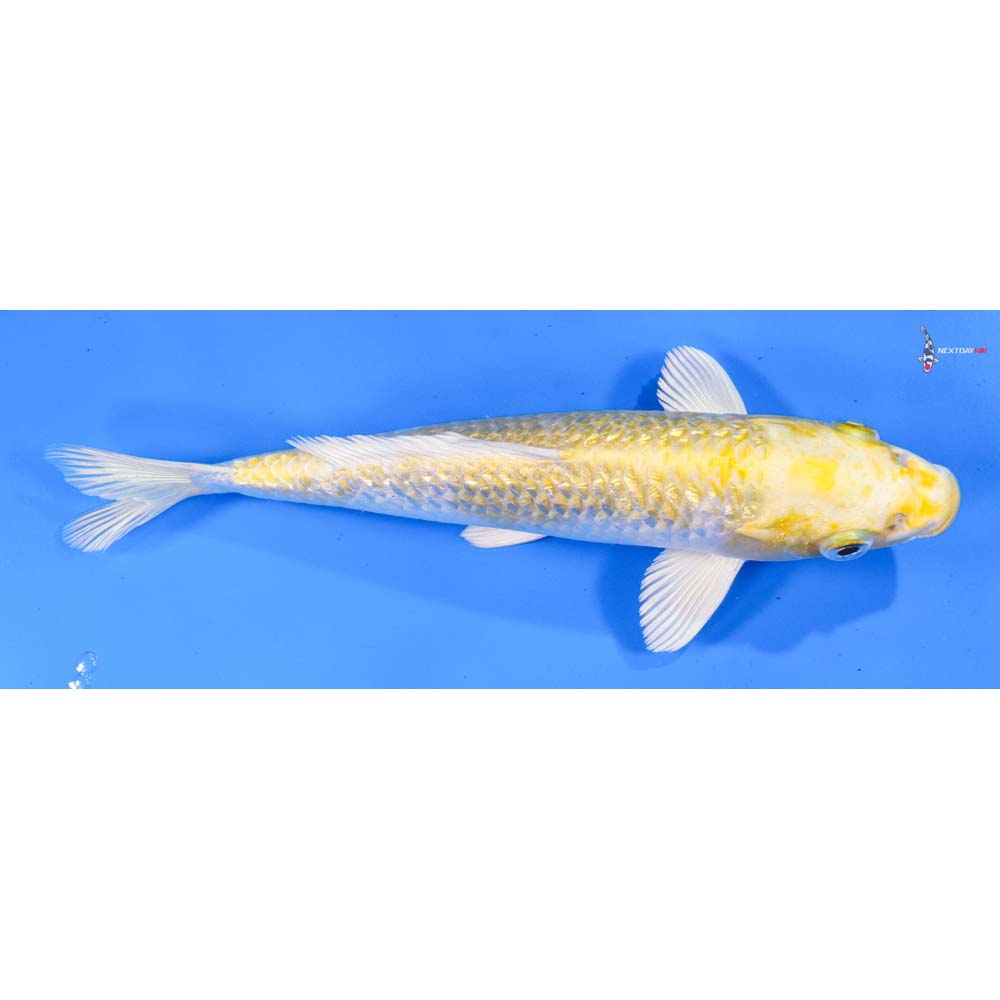 8.5” Imported Gin Rin Lemon Hariwake