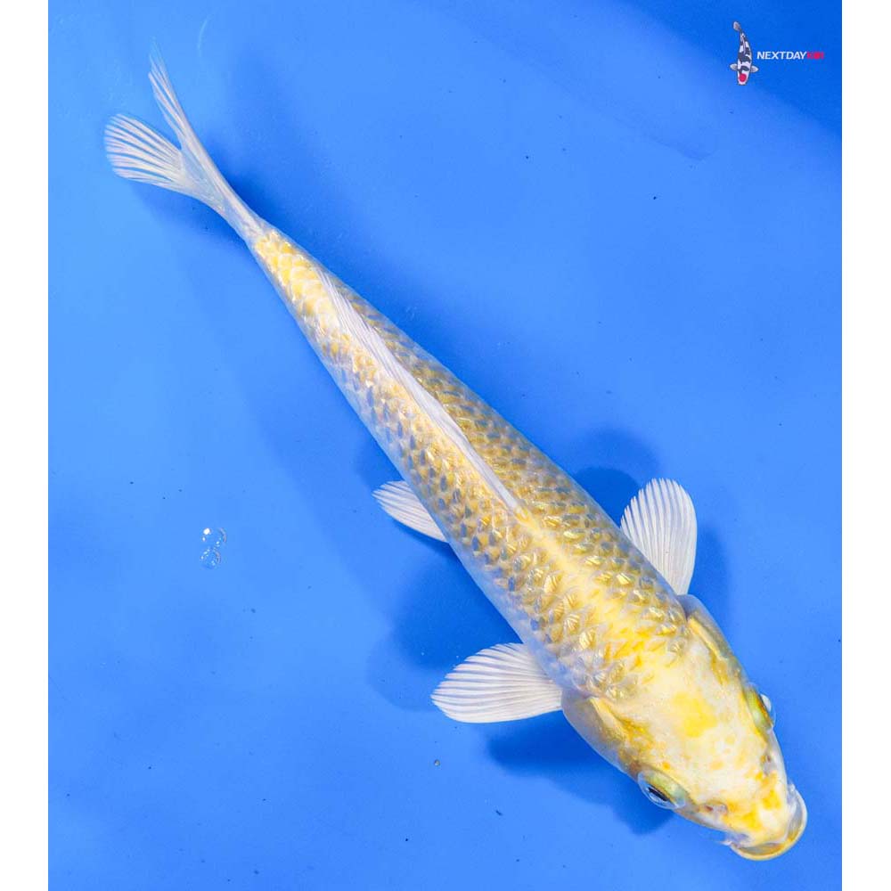 8.5” Imported Gin Rin Lemon Hariwake
