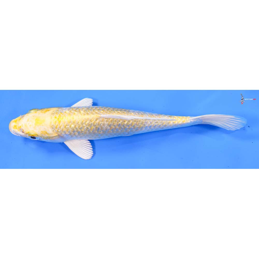 8.5” Imported Gin Rin Lemon Hariwake