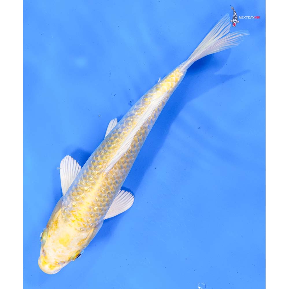 8.5” Imported Gin Rin Lemon Hariwake