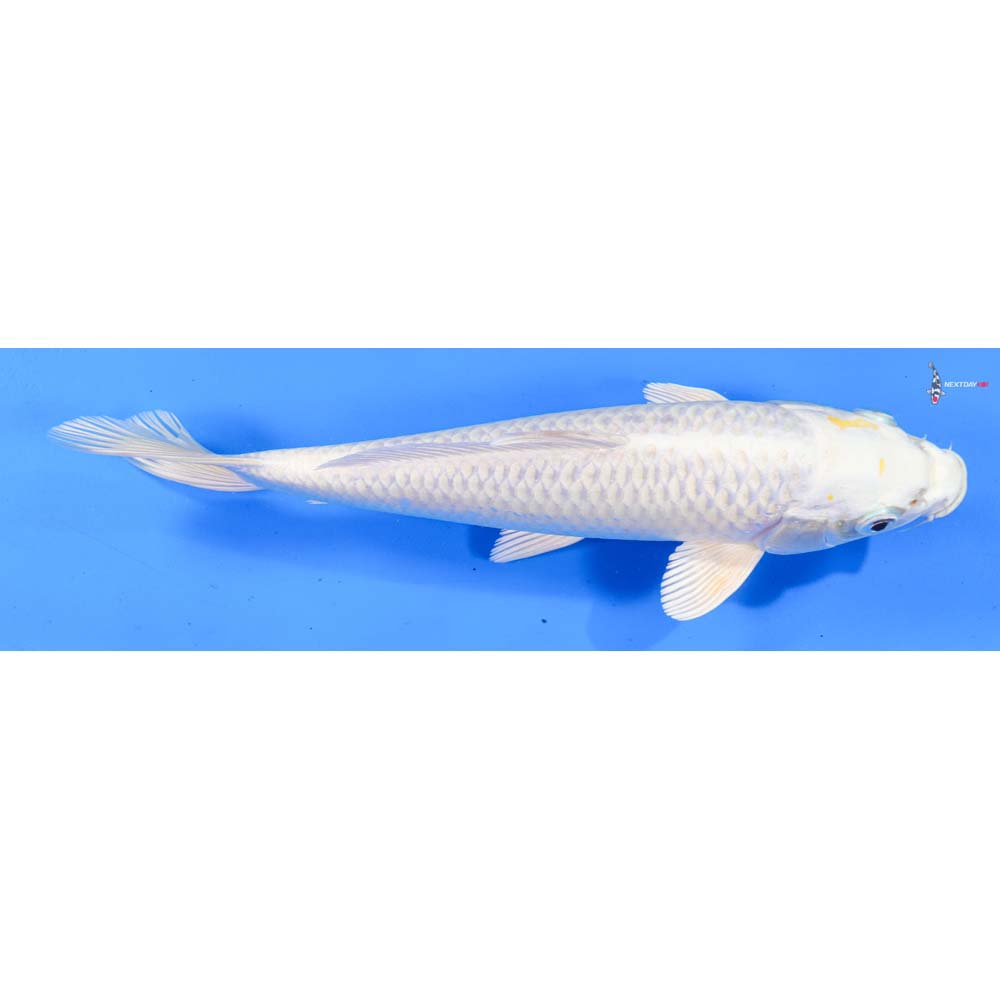 8.5” Imported Lemon Hariwake