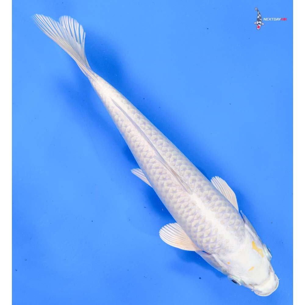 8.5” Imported Lemon Hariwake
