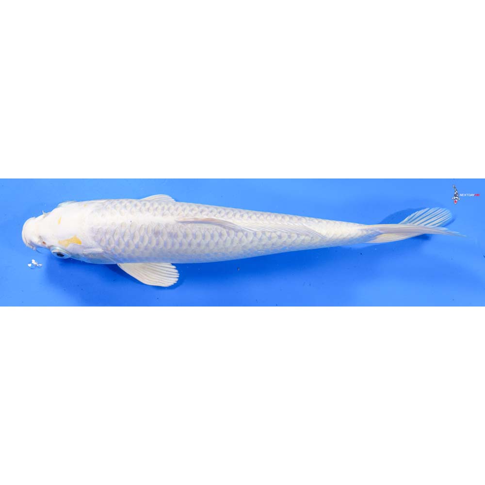 8.5” Imported Lemon Hariwake