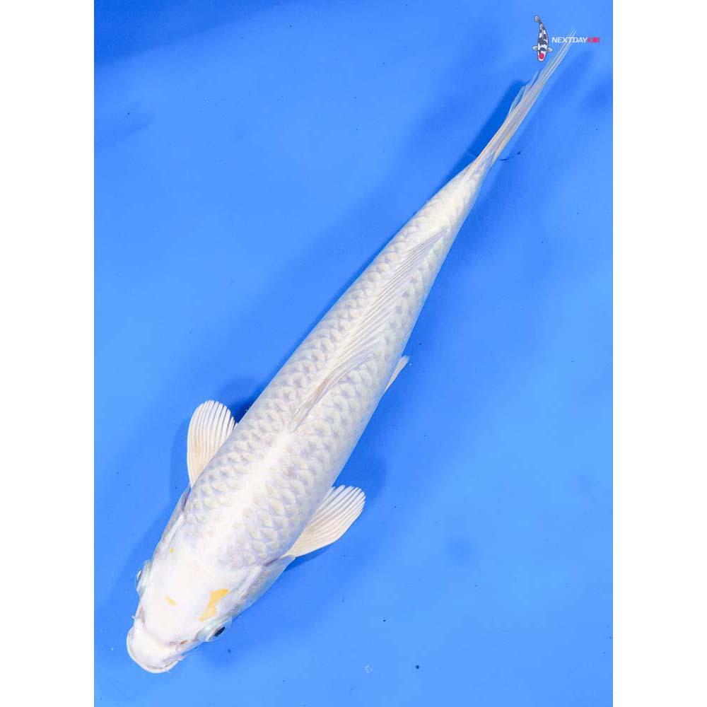 8.5” Imported Lemon Hariwake