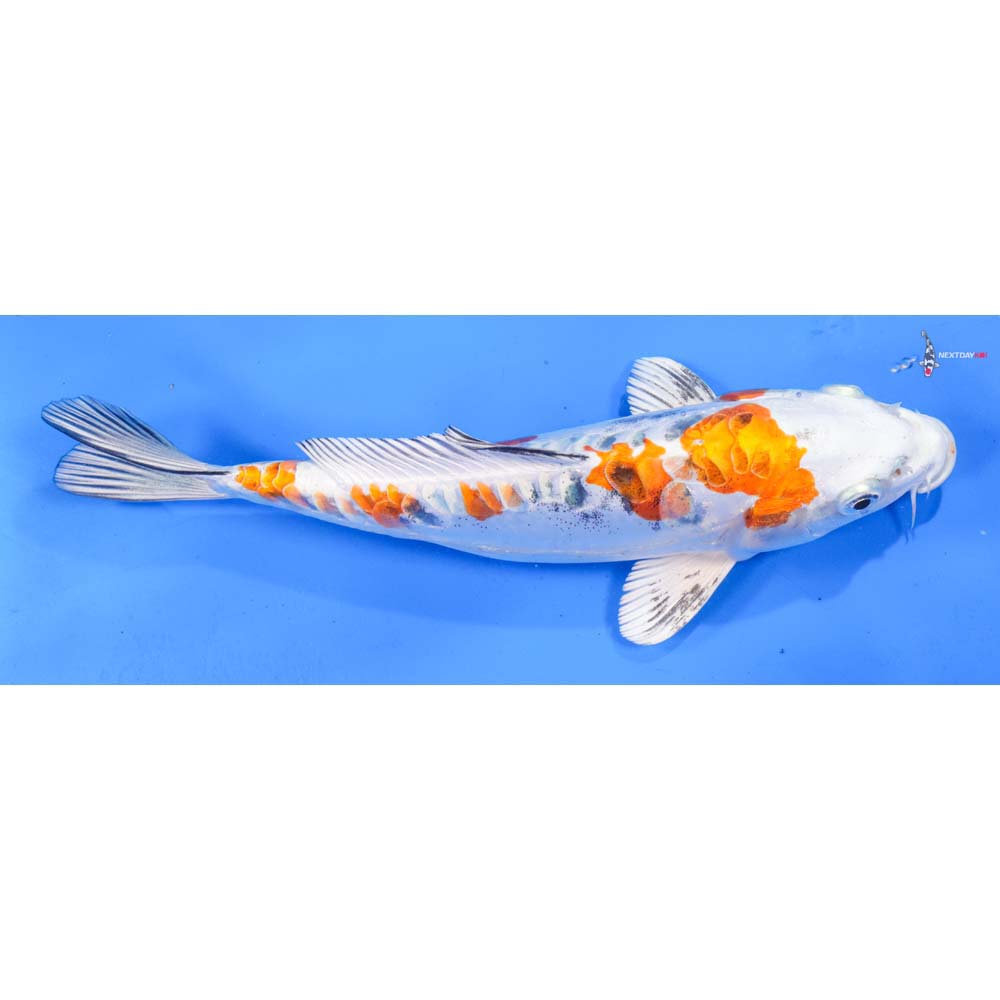 9” Imported Heisei Nishiki