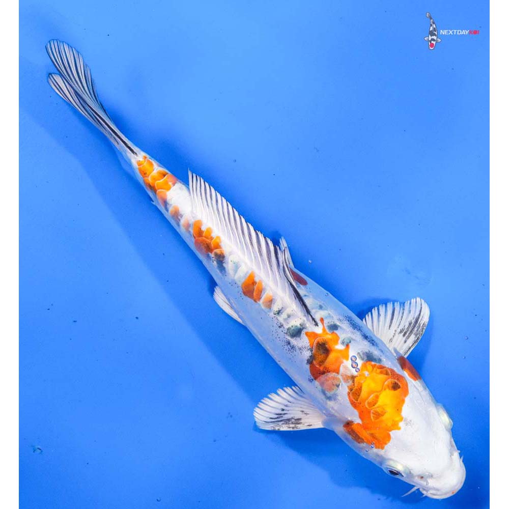 9” Imported Heisei Nishiki