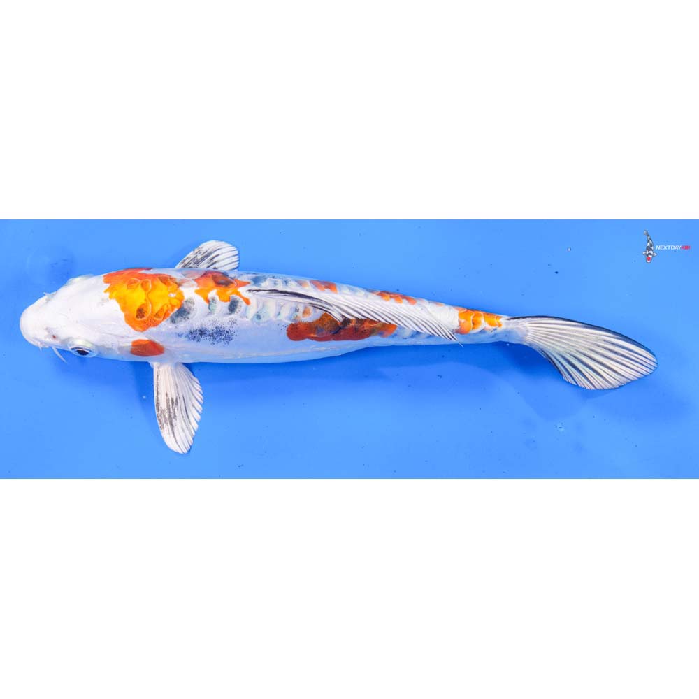 9” Imported Heisei Nishiki