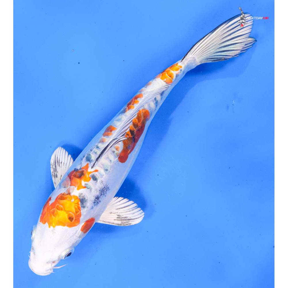 9” Imported Heisei Nishiki
