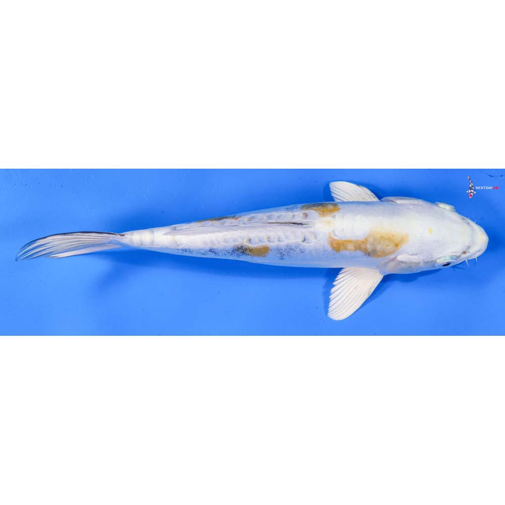 9” Imported Kin Kikokuryu