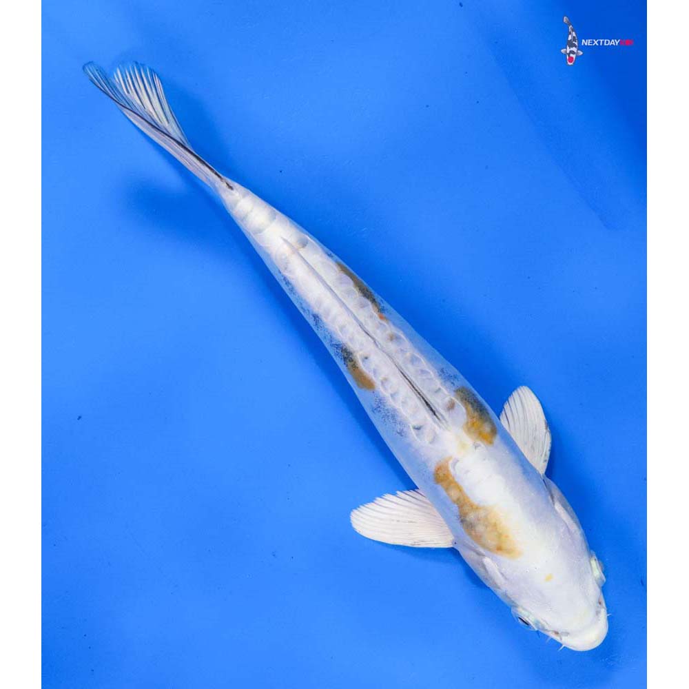 9” Imported Kin Kikokuryu