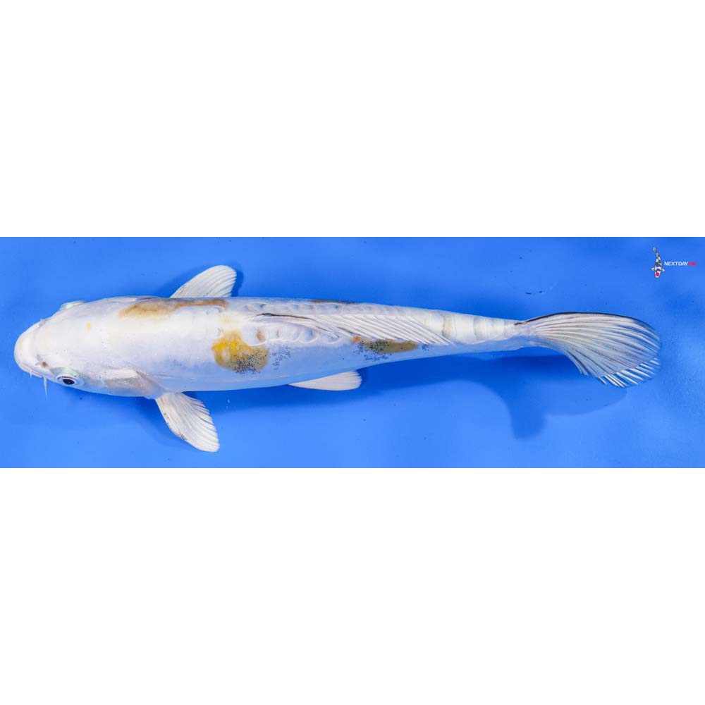 9” Imported Kin Kikokuryu
