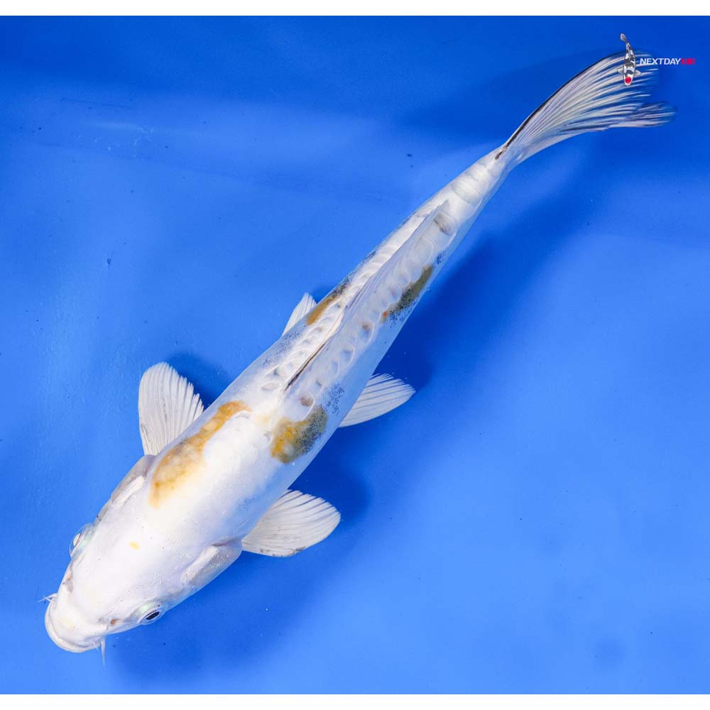 9” Imported Kin Kikokuryu