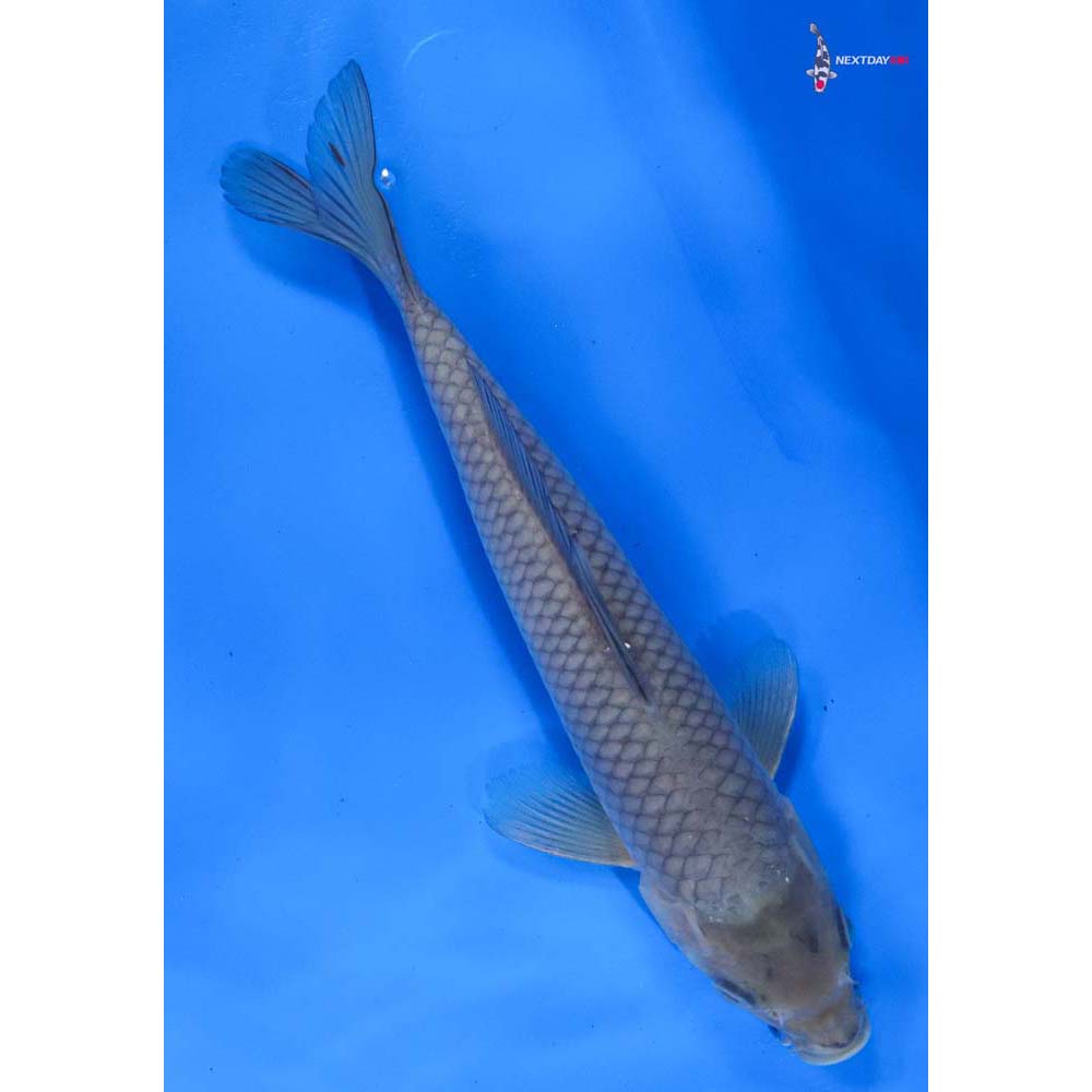 9” Imported Soragoi