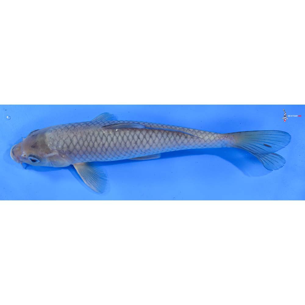 9” Imported Soragoi