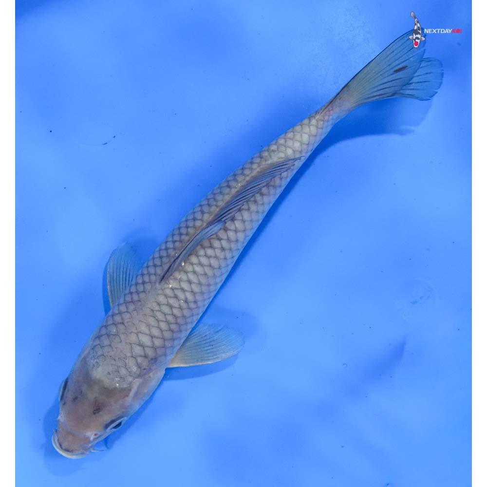 9” Imported Soragoi