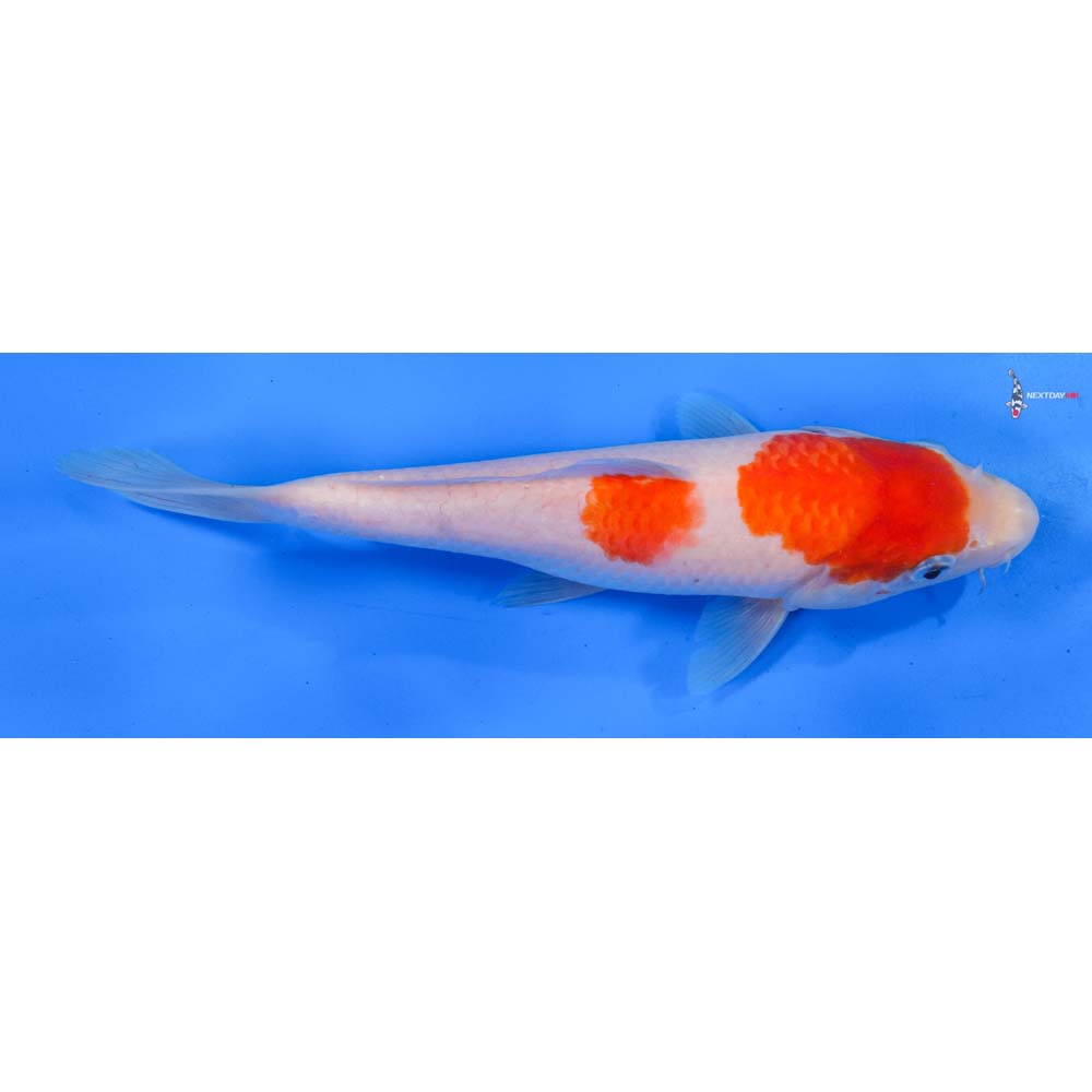 9” Imported Kohaku