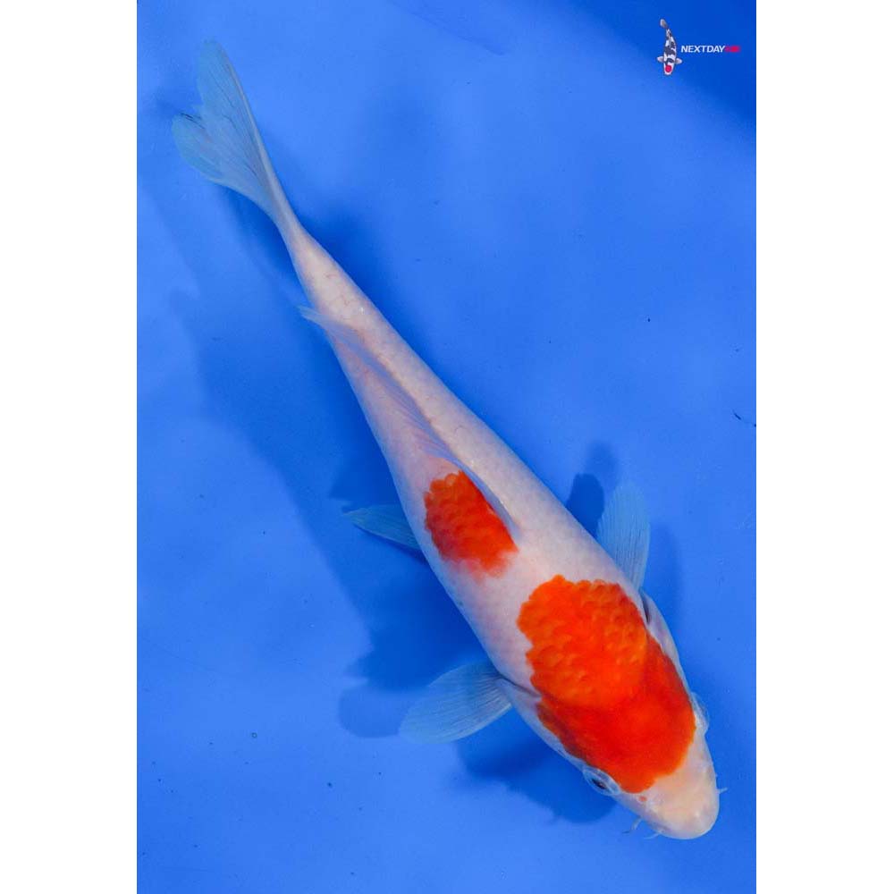 9” Imported Kohaku